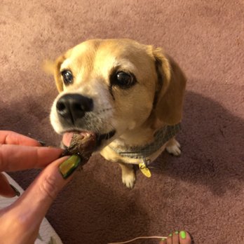 Fusion - Doggo loved the meat! - Coffee & Tea Near Me - Rancho Cordova, California Fusion - Doggo loved the meat! - Coffee & Tea Near Me - Rancho Cordova, California