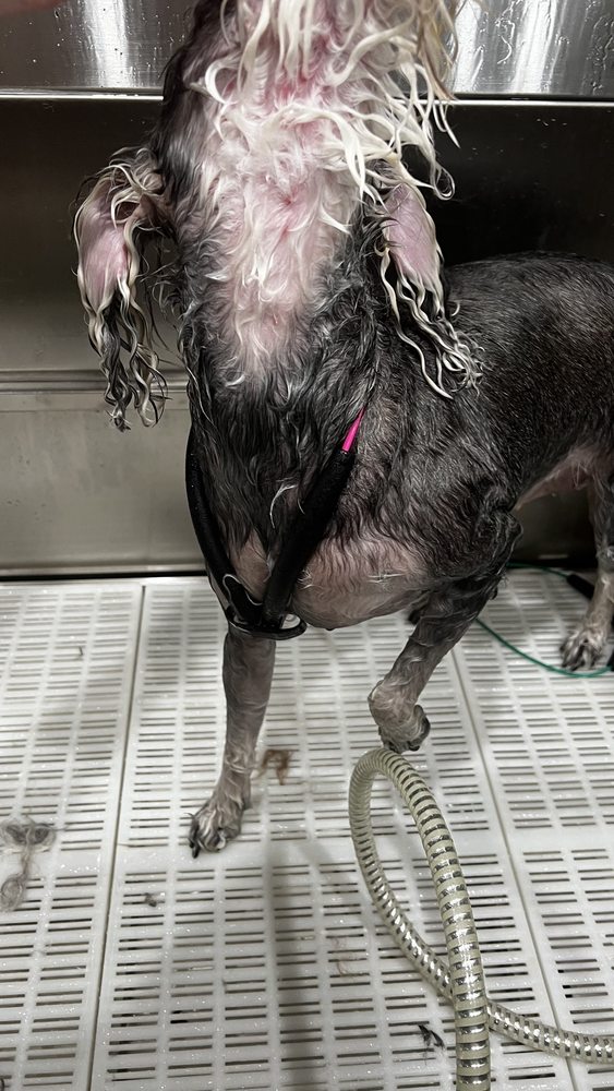 PERFECT TOUCH GROOMING Updated July 2024 11 Photos Miami, Florida