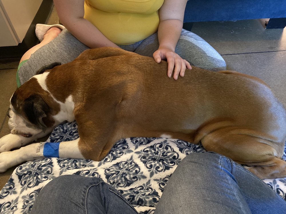 COMPANION PET CLINIC 14 Photos & 94 Reviews 2454 SE Burnside Rd