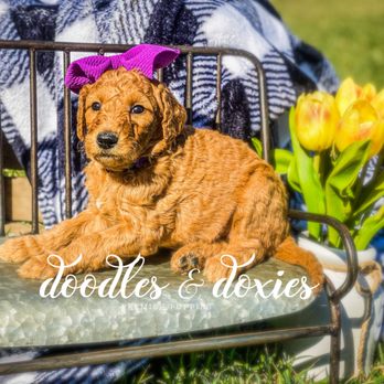 Doodles and Doxies - Current F2B high curl goldendoodles available. Puppy Picking Day 4/3. Go Home 4/17 - Pet Breeders Near Me - Marion, Ohio Doodles and Doxies - Current F2B high curl goldendoodles available. Puppy Picking Day 4/3. Go Home 4/17 - Pet Breeders Near Me - Marion, Ohio