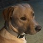 Photo of LexiDog