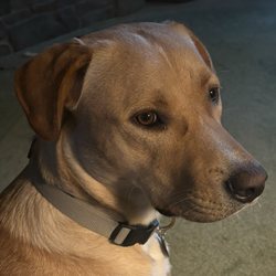 LexiDog