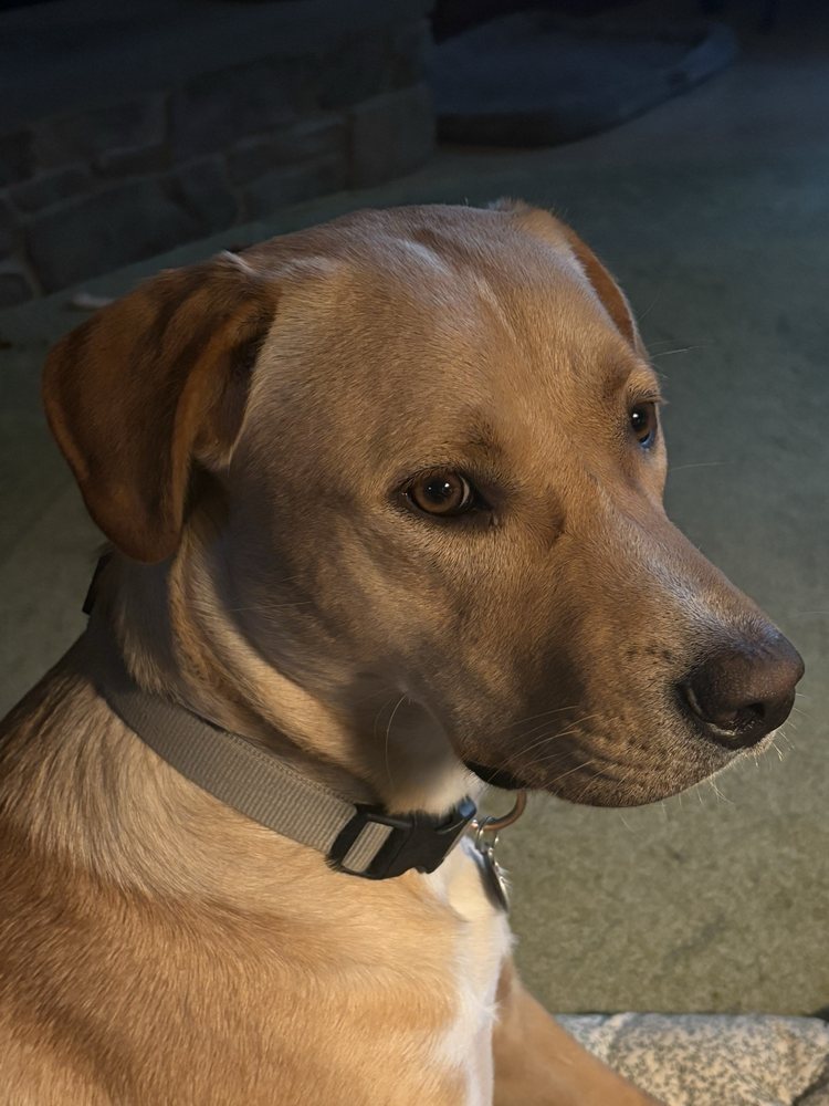 LexiDog - pet boarding facility in Lake Oswego, OR