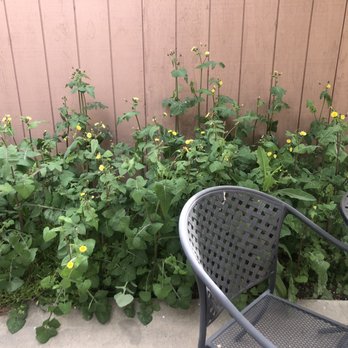 Luxwood Landscape - Before; weeds 4 feet high. - Landscaping Near Me