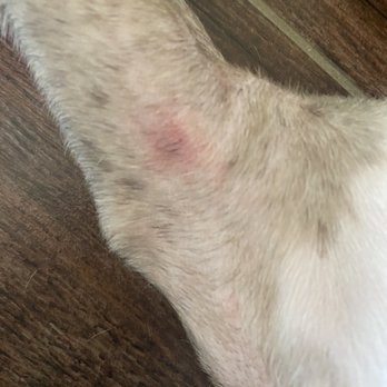 The Animal Keeper - Cut under left front leg. - Pet Training Near Me - Oceanside, California