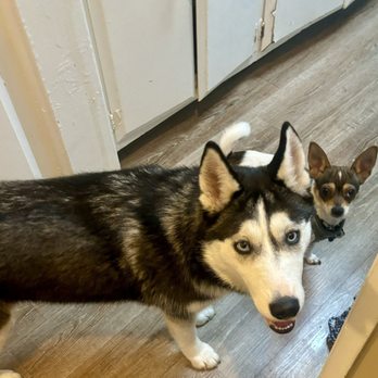 Pete's Dog Grooming - Siberian husky& Chorkie after Groomer per - Pet Groomers Near Me - Stanton, California Pete's Dog Grooming - Siberian husky& Chorkie after Groomer per - Pet Groomers Near Me - Stanton, California