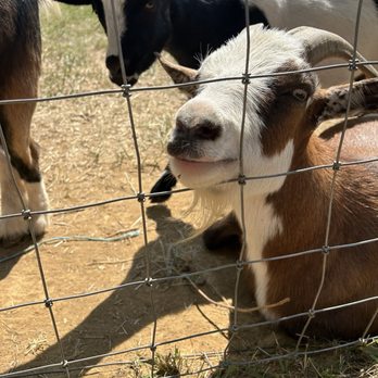 Summers Farm - Petting the goats. - Attraction Farms Near Me - Middletown, Maryland