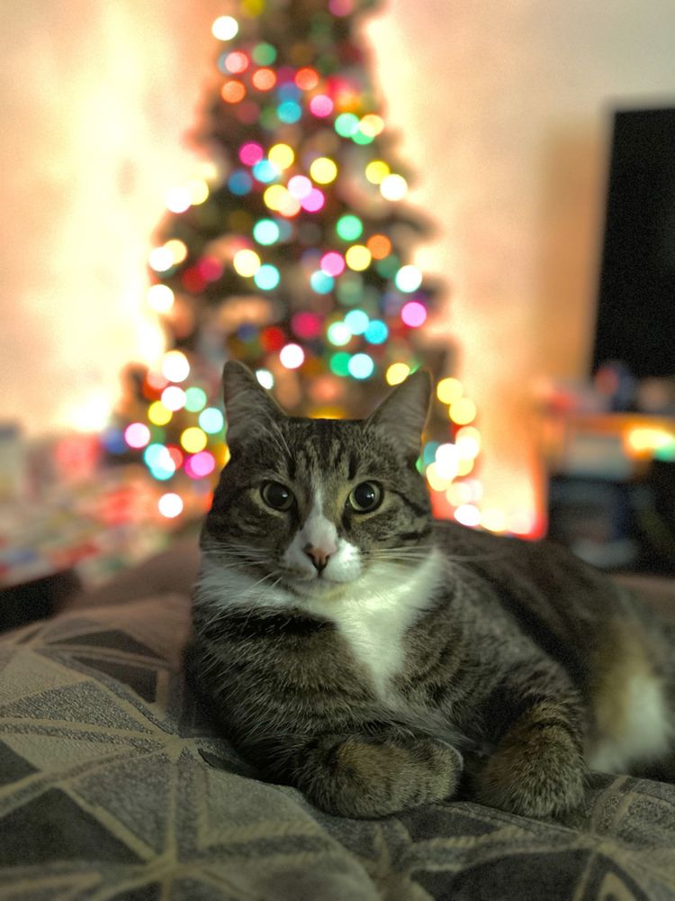 Pet Time - reptile breeding in Eugene, OR