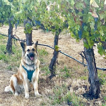 Duncan Peak Vineyards - September 20, 2024 Lola, vineyard dog. - Wineries Near Me - Hopland, California Duncan Peak Vineyards - September 20, 2024 Lola, vineyard dog. - Wineries Near Me - Hopland, California