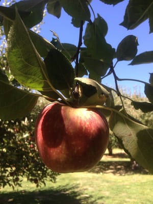 Willowbrook Apple Farm by null