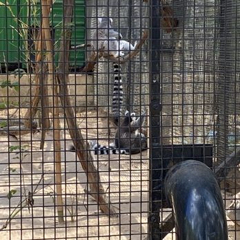 Austin Zoo - ITS A MONKEY!! - Zoos Near Me - Austin, Texas Austin Zoo - ITS A MONKEY!! - Zoos Near Me - Austin, Texas