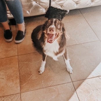 K9 Companions - Pet Training Near Me - Perris, California K9 Companions - Pet Training Near Me - Perris, California