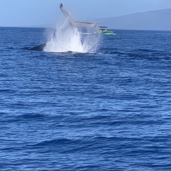 Makai Adventures - Tail - Boat Charters Near Me - Lahaina, Hawaii Makai Adventures - Tail - Boat Charters Near Me - Lahaina, Hawaii
