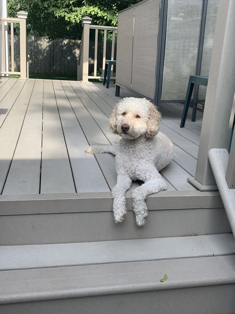 BEST FRIENDS VETERINARY CARE Updated August 2024 28 Photos & 31