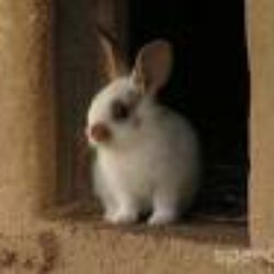 Signal-de-Bougy - Ici, plein de petits lapins