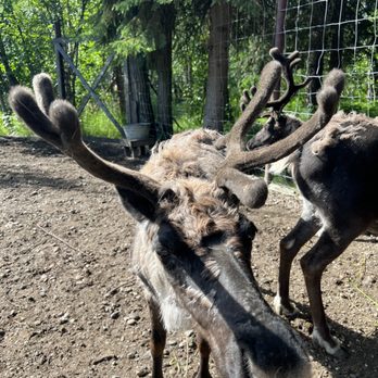 Riverboat Discovery - Boat Tours Near Me - Fairbanks, Alaska