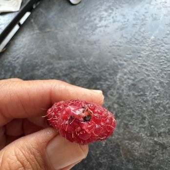 Takagi Coffee - Raspberry with mold - Japanese Near Me - Los Angeles, California