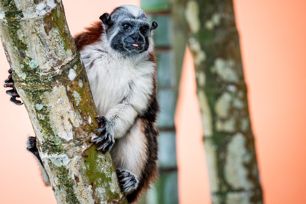 Stellar Life Coaching - grief counselor in Winter Park, FL