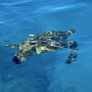 Ali'i Maui Outrigger Canoes - Turtles! - Boat Tours Near Me - Lahaina, Hawaii