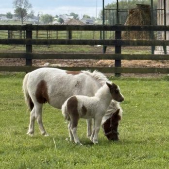 My Amish Indiana - Miniature horses - Tours Near Me - Middlebury, Indiana My Amish Indiana - Miniature horses - Tours Near Me - Middlebury, Indiana