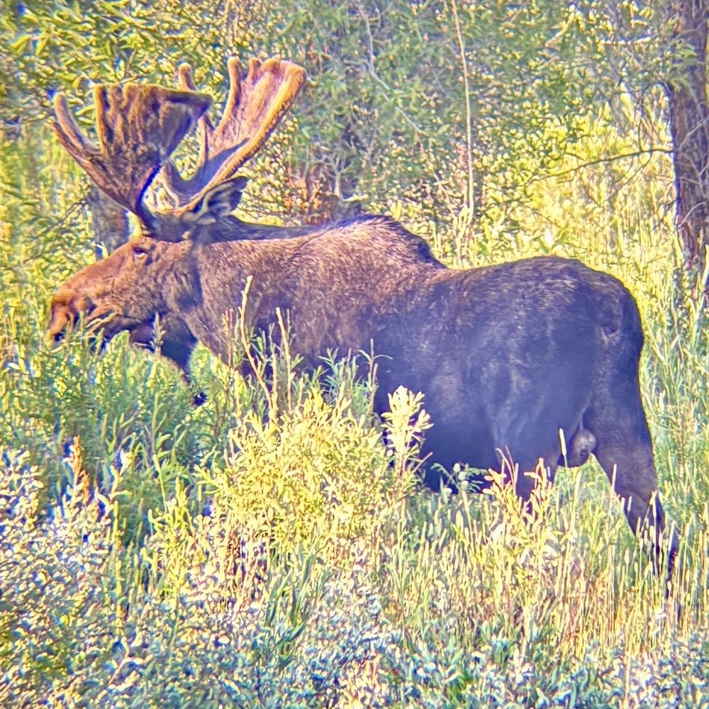 Yellowstone Day Tours - Saw a moose! - Tours Near Me Yellowstone Day Tours - Saw a moose! - Tours Near Me