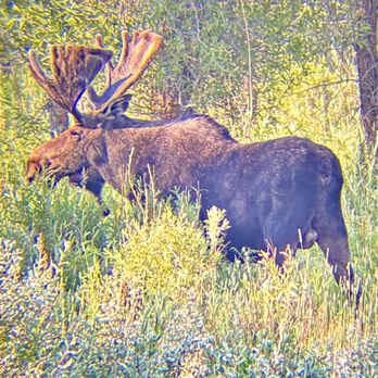 Yellowstone Day Tours - Saw a moose! - Tours Near Me