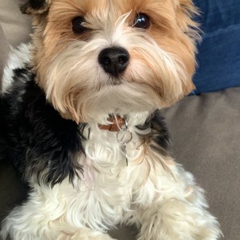 Ohana Veterinary Care - Boo loves Ohana!! - Veterinarians Near Me - Bristow, Virginia Ohana Veterinary Care - Boo loves Ohana!! - Veterinarians Near Me - Bristow, Virginia