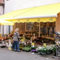 Blumen-Risse