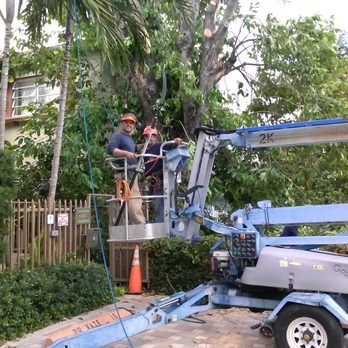 A & D Gardening - a man on a cherry picker - Tree Services Near Me - Miami, Florida A & D Gardening - a man on a cherry picker - Tree Services Near Me - Miami, Florida