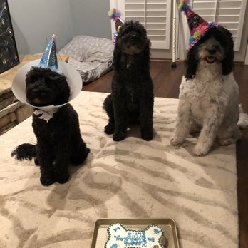 Dog City Bakery - Pet Stores Near Me - Marietta, Georgia
