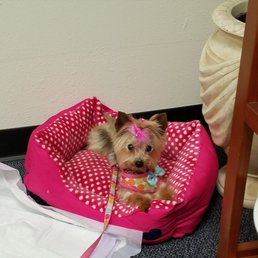 I took my three pound Yorkie to Jamie's and this was the best bath and style my pet has ever received. My dog has been turned away by other I took my three pound Yorkie to Jamie's and this was the best bath and style my pet has ever received. My dog has been turned away by other