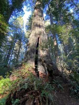 Lady Bird Johnson Grove Trail by null