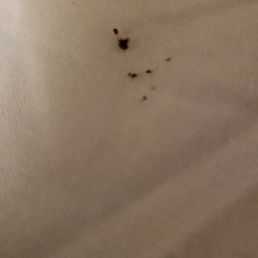 Bedbug Bedbug