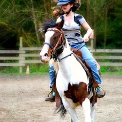 Pets Galore Horse Rides