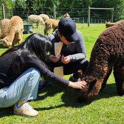 Sunny Alpacas
