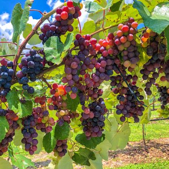 Fiorelli Winery & Vineyard - Wineries Near Me - Bradenton, Florida