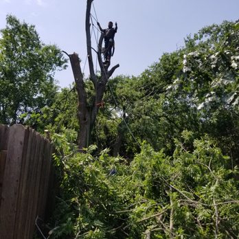 Ortiz Tree Trimming - Tree Services Near Me Ortiz Tree Trimming - Tree Services Near Me