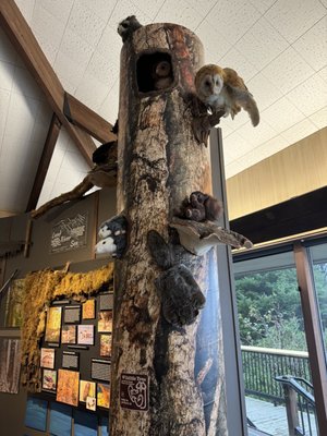 Cape Perpetua Visitor Center - Siuslaw National Forest by null