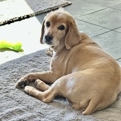 GoldenDog Grooming