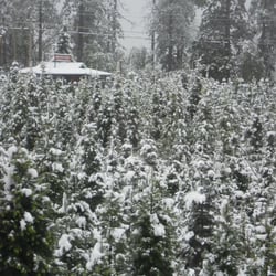 Carson Ridge Evergreens