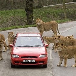 Knowsley Safari Park