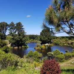 The Lignite Pit Cafe & Secret Garden - View of the pond.