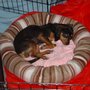 Photo of Star Paws Of Hollywood