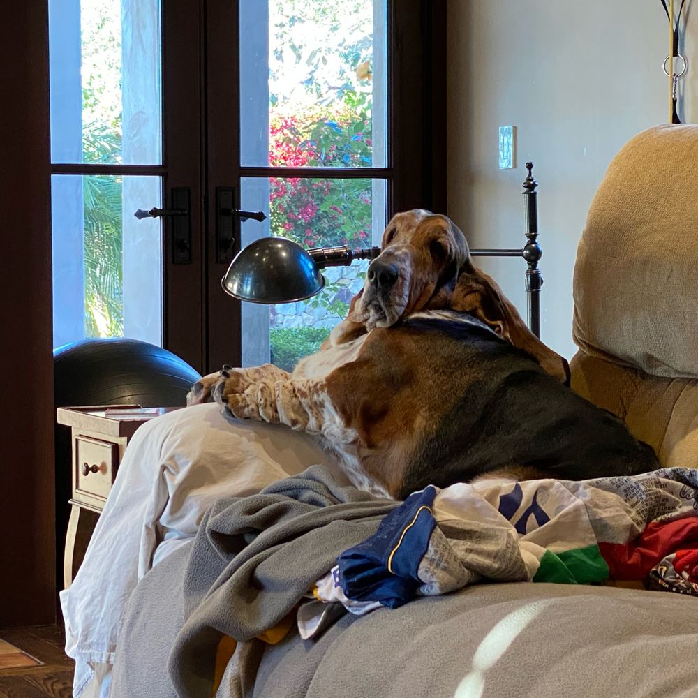 THE BEST 10 Bulldog Vet in Irvine, CA - Quality & Affordability - Updated  2026 - Yelp