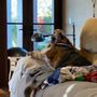 Photo of Quail Animal Hospital