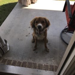 K9 to 5 Dog training - Former client Chai learning to wait at doorways until given permission to enter