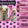 Photo of Dog Grooming by Denise 