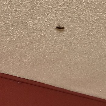 CoCo Key - Coco Key Roach encounter!!! - Resorts Near Me - Orlando, Florida