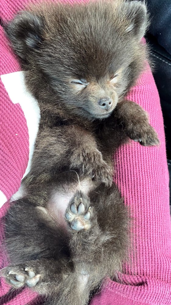 FAMILY PET CENTER Updated August 2024 24 Photos & 53 Reviews 1401