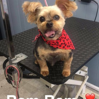 Logan's Doggy Day Spa - Amina hooked him up!!! He LOVED it! - Pet Groomers Near Me Logan's Doggy Day Spa - Amina hooked him up!!! He LOVED it! - Pet Groomers Near Me
